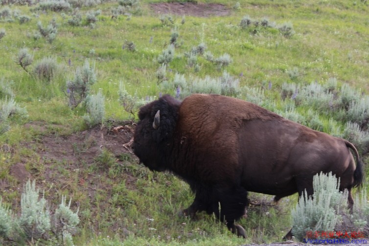 yellowstone 857.JPG